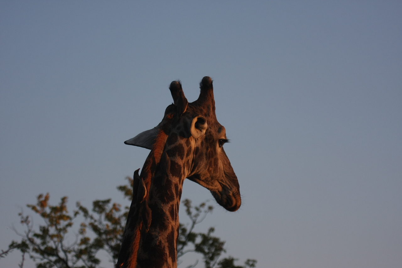 [22437] 2016_06_30_01_20_38_Africa_Canon_EOS_40D_IMG__00668.jpg