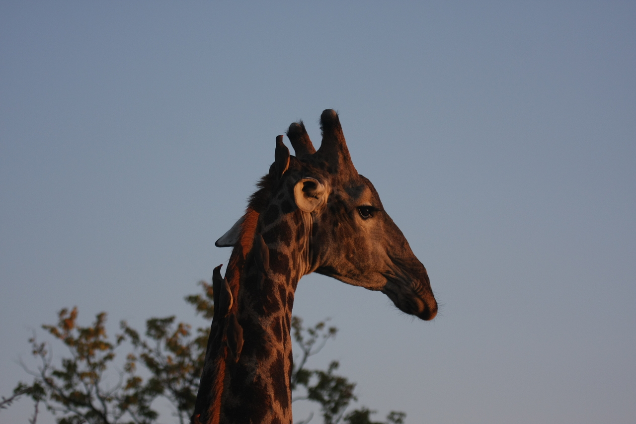 [22438] 2016_06_30_01_20_38_Africa_Canon_EOS_40D_IMG__04283.jpg