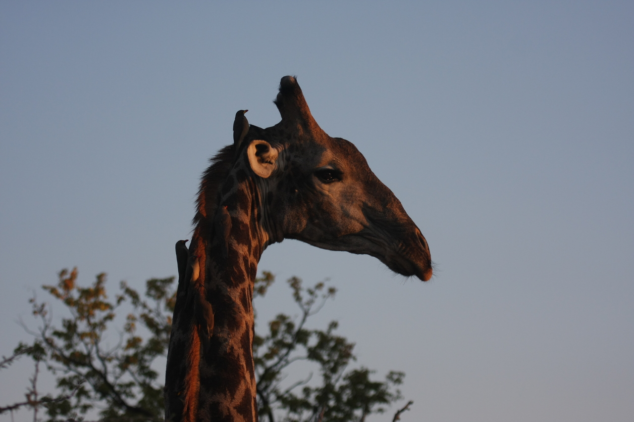 [22452] 2016_06_30_01_20_41_Africa_Canon_EOS_40D_IMG__00025.jpg