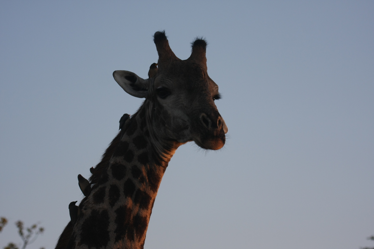 [22468] 2016_06_30_01_20_43_Africa_Canon_EOS_40D_IMG__11242.jpg