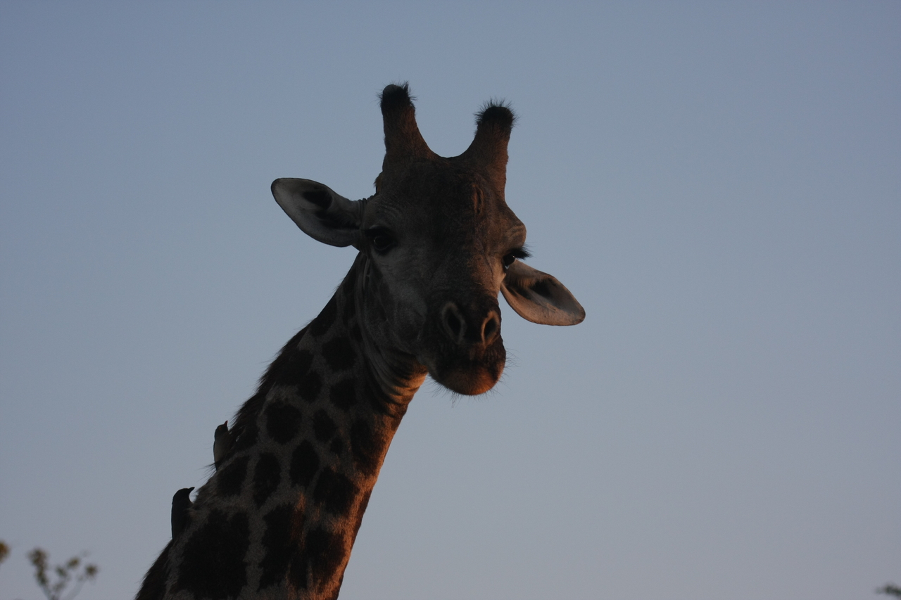 [22469] 2016_06_30_01_20_44_Africa_Canon_EOS_40D_IMG__00080.jpg