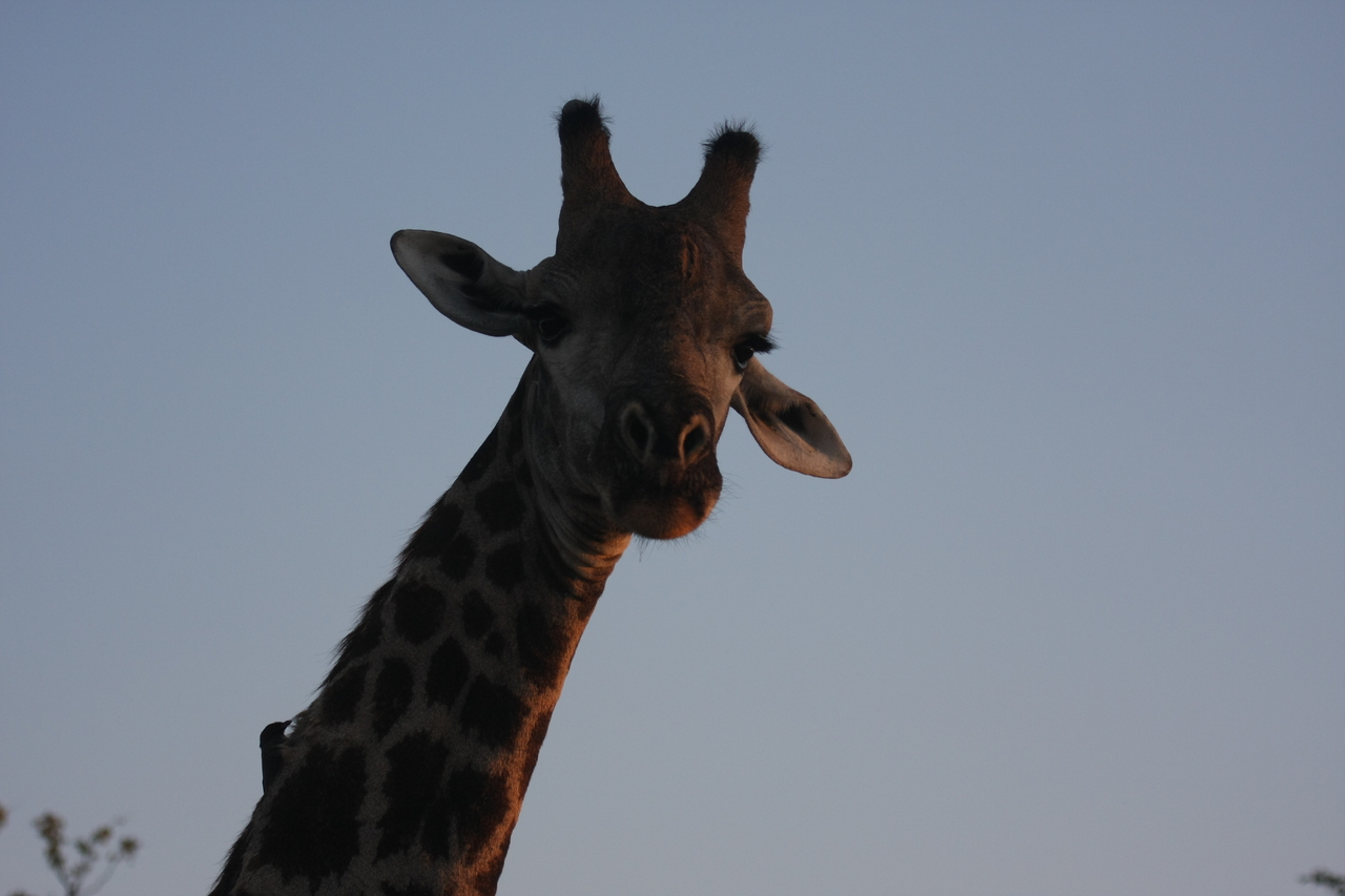 [22474] 2016_06_30_01_20_44_Africa_Canon_EOS_40D_IMG__11264.jpg