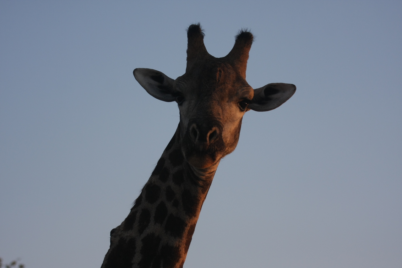 [22476] 2016_06_30_01_20_45_Africa_Canon_EOS_40D_IMG__00114.jpg