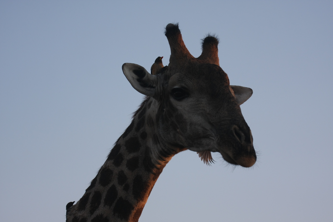 [22483] 2016_06_30_01_20_46_Africa_Canon_EOS_40D_IMG__00147.jpg