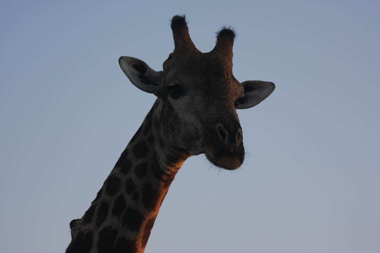 [22488] 2016_06_30_01_20_46_Africa_Canon_EOS_40D_IMG__11309.jpg