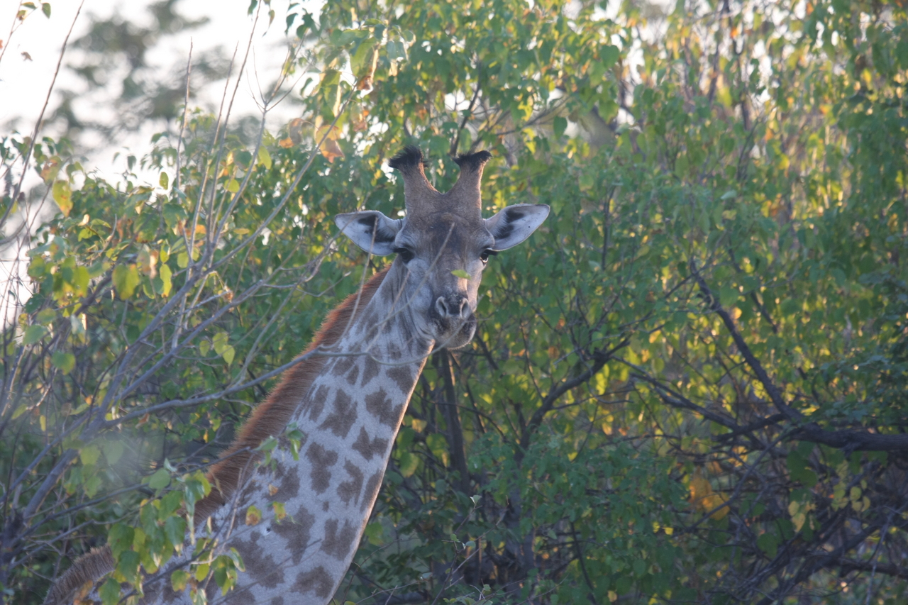 [22502] 2016_06_30_01_22_18_Africa_Canon_EOS_40D_IMG__00180.jpg