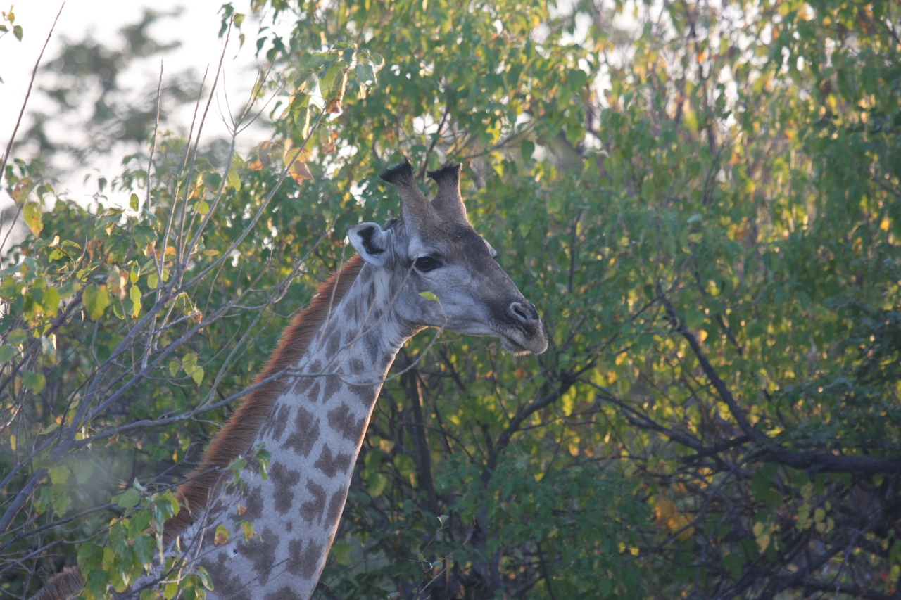 [22509] 2016_06_30_01_22_24_Africa_Canon_EOS_40D_IMG__00191.jpg