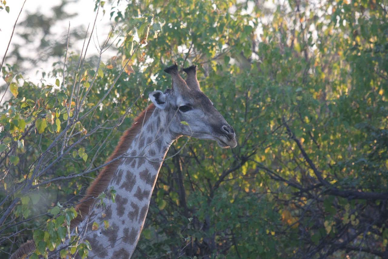 [22513] 2016_06_30_01_22_24_Africa_Canon_EOS_40D_IMG__03928.jpg