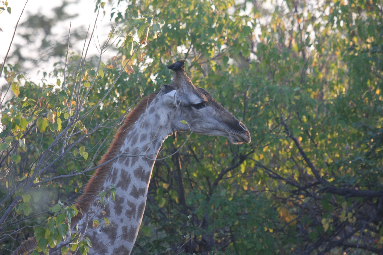 [22517] 2016_06_30_01_22_24_Africa_Canon_EOS_40D_IMG__11386.jpg