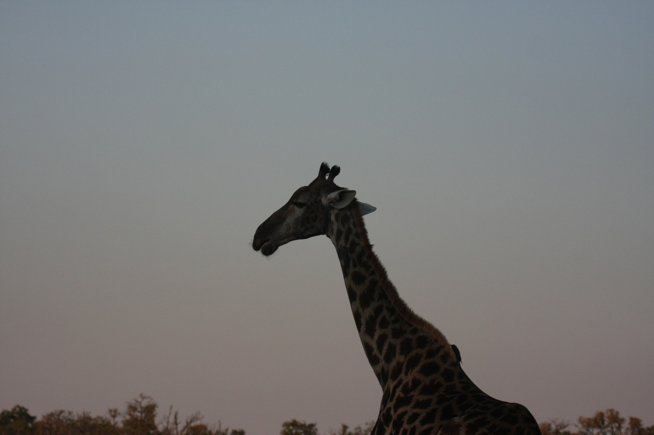 [22546] 2016_06_30_01_26_49_Africa_Canon_EOS_40D_IMG__11486.jpg