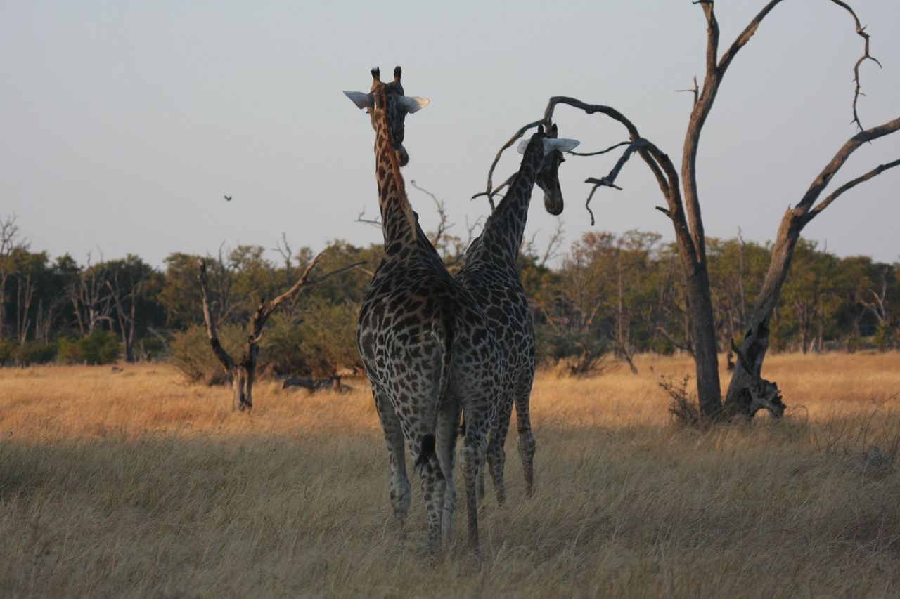 [22548] 2016_06_30_01_27_11_Africa_Canon_EOS_40D_IMG__00336.jpg