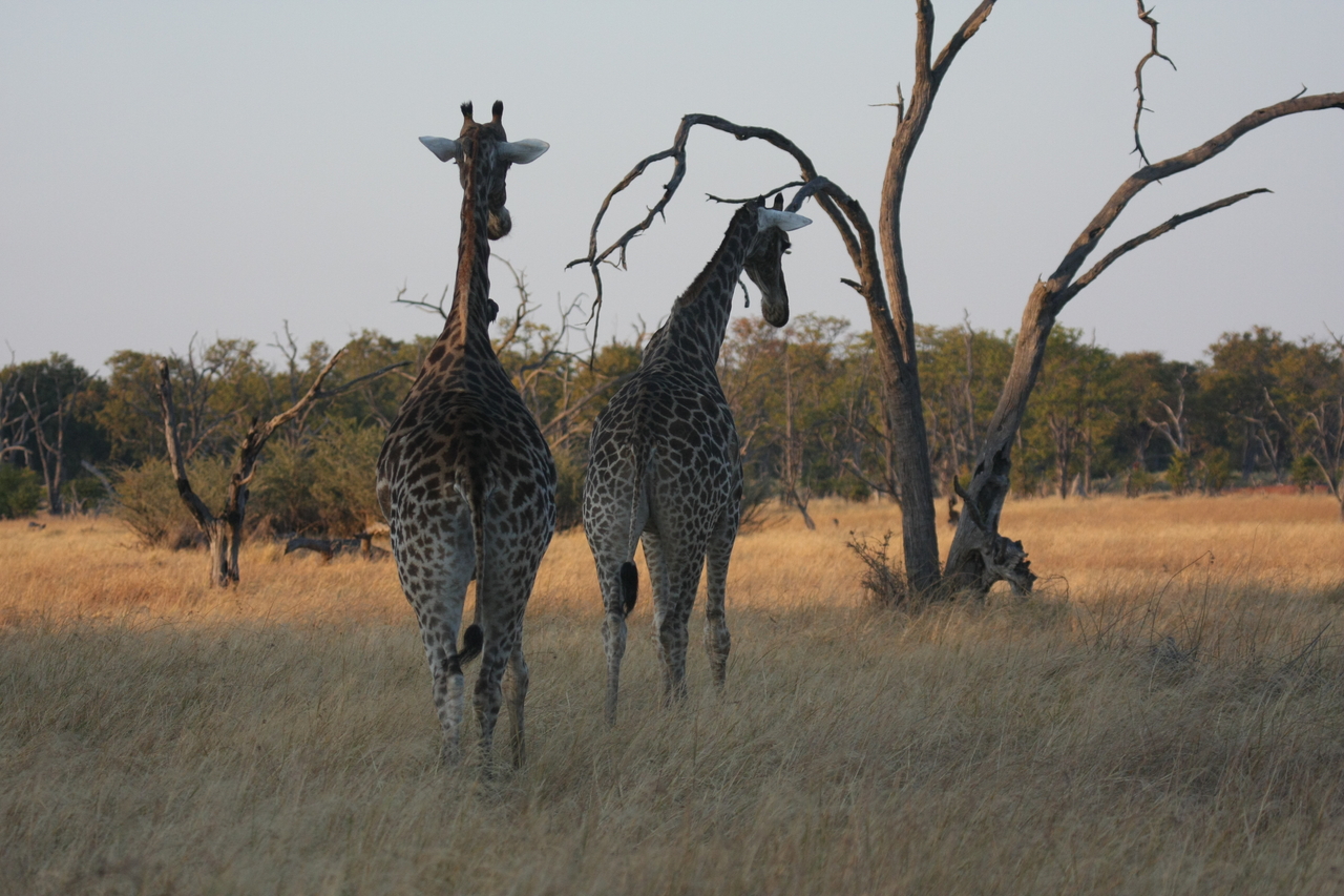 [22551] 2016_06_30_01_27_14_Africa_Canon_EOS_40D_IMG__00347.jpg