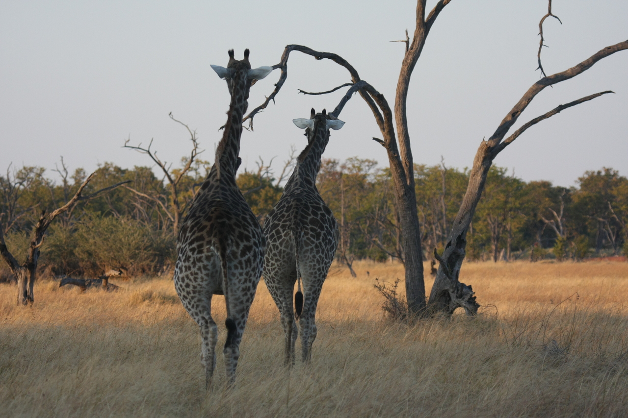 [22555] 2016_06_30_01_27_20_Africa_Canon_EOS_40D_IMG__04084.jpg