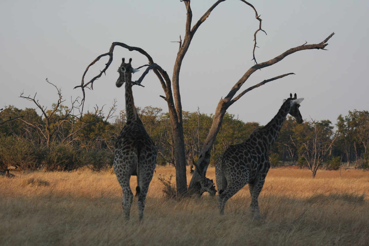 [22562] 2016_06_30_01_27_31_Africa_Canon_EOS_40D_IMG__11553.jpg