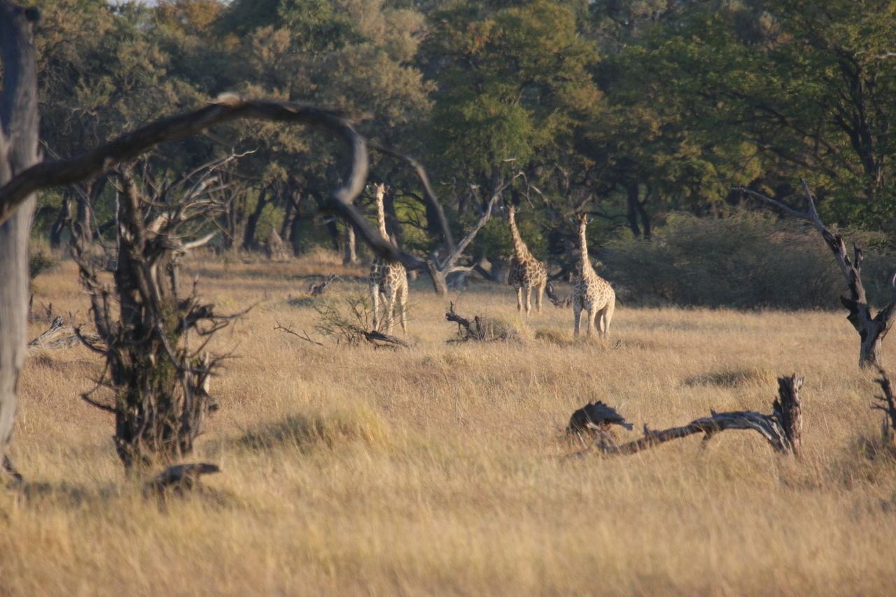[22646] 2016_06_30_01_40_13_Africa_Canon_EOS_40D_IMG__00602.jpg