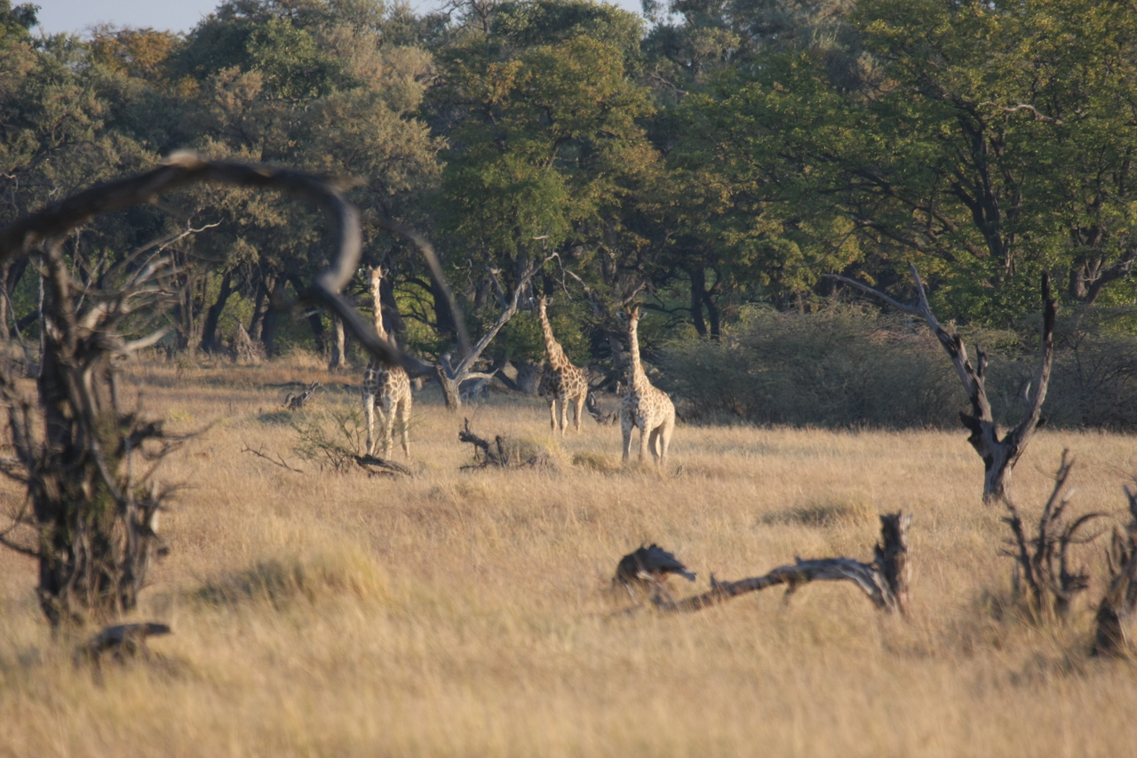 [22650] 2016_06_30_01_40_14_Africa_Canon_EOS_40D_IMG__04339.jpg