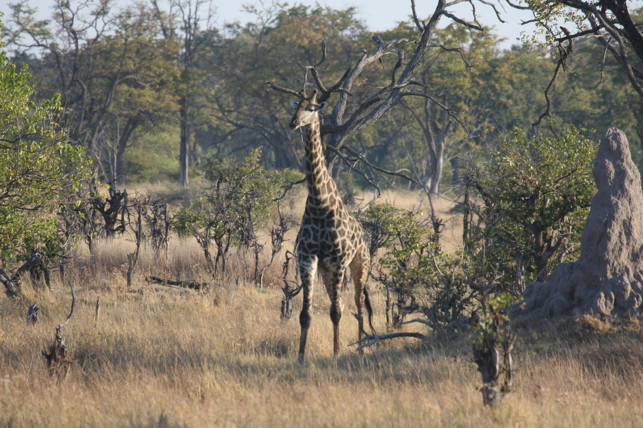 [22674] 2016_06_30_01_51_49_Africa_Canon_EOS_40D_IMG__00691.jpg
