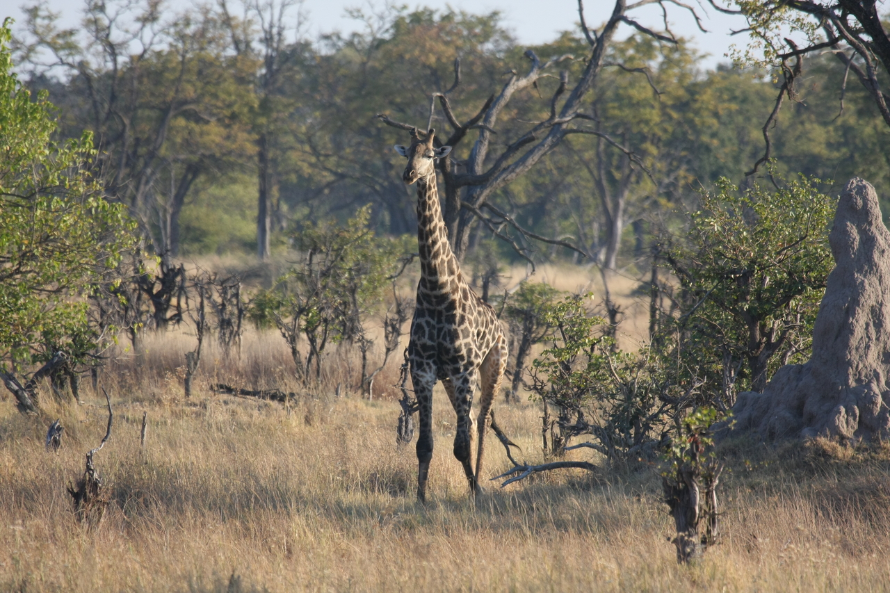 [22681] 2016_06_30_01_51_49_Africa_Canon_EOS_40D_IMG__11875.jpg