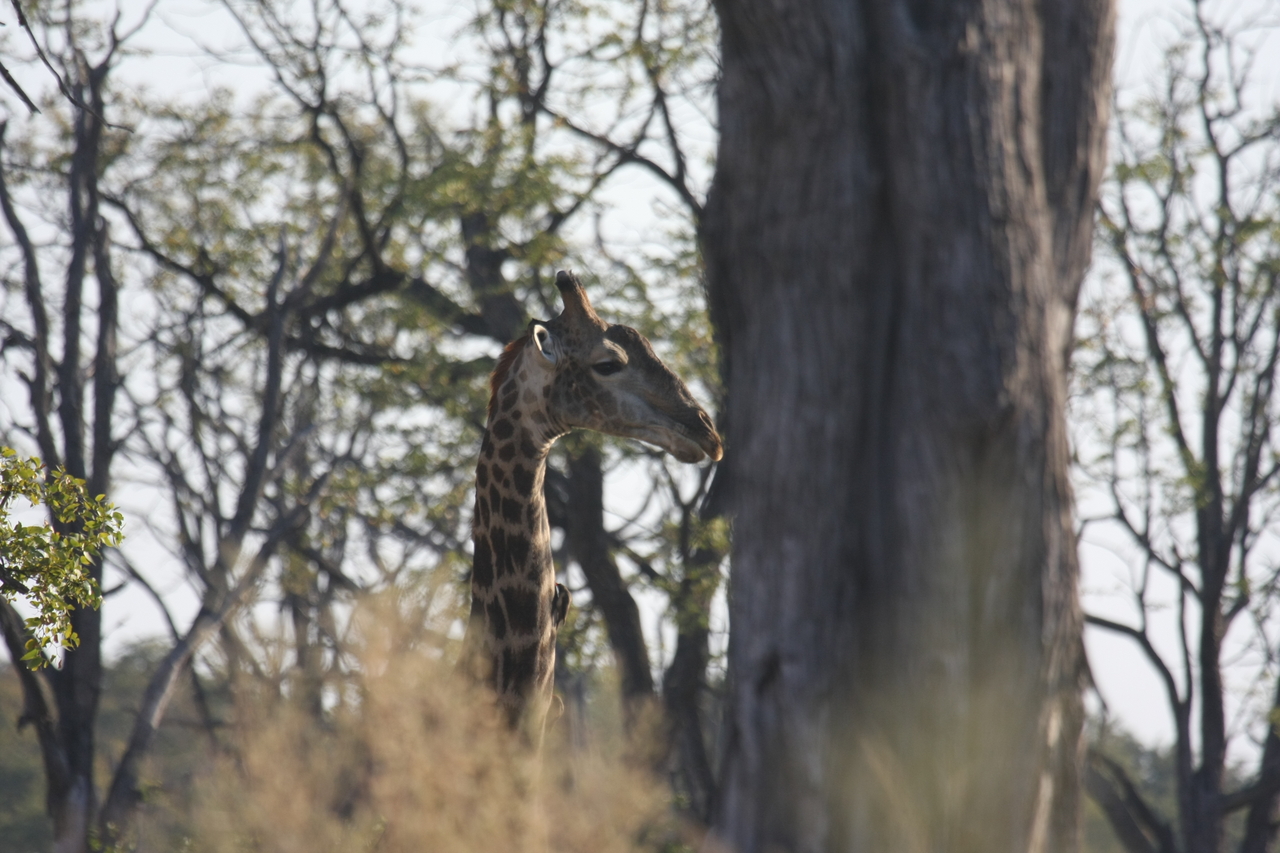 [22706] 2016_06_30_01_54_12_Africa_Canon_EOS_40D_IMG__11953.jpg
