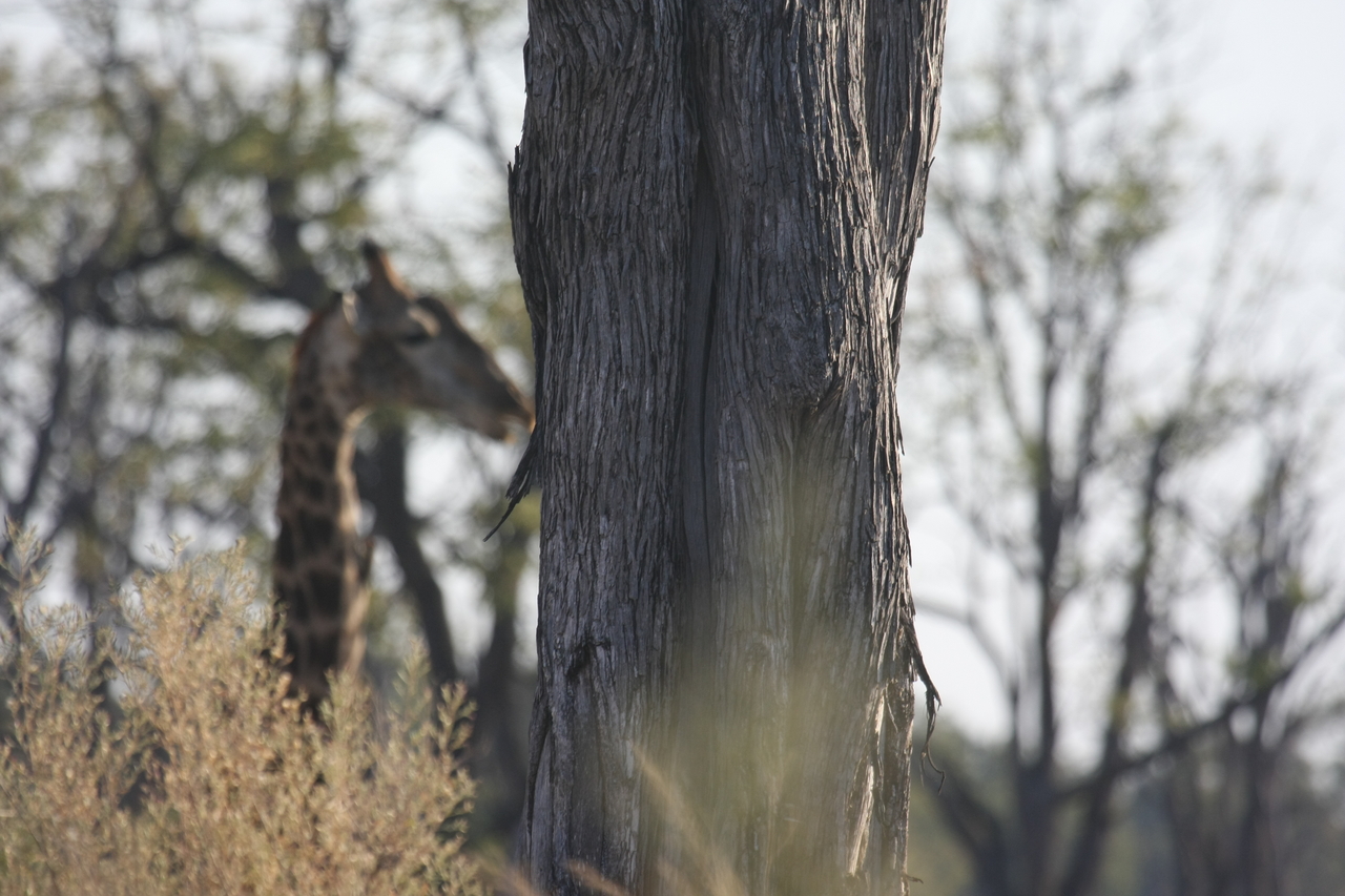 [22707] 2016_06_30_01_54_17_Africa_Canon_EOS_40D_IMG__00791.jpg
