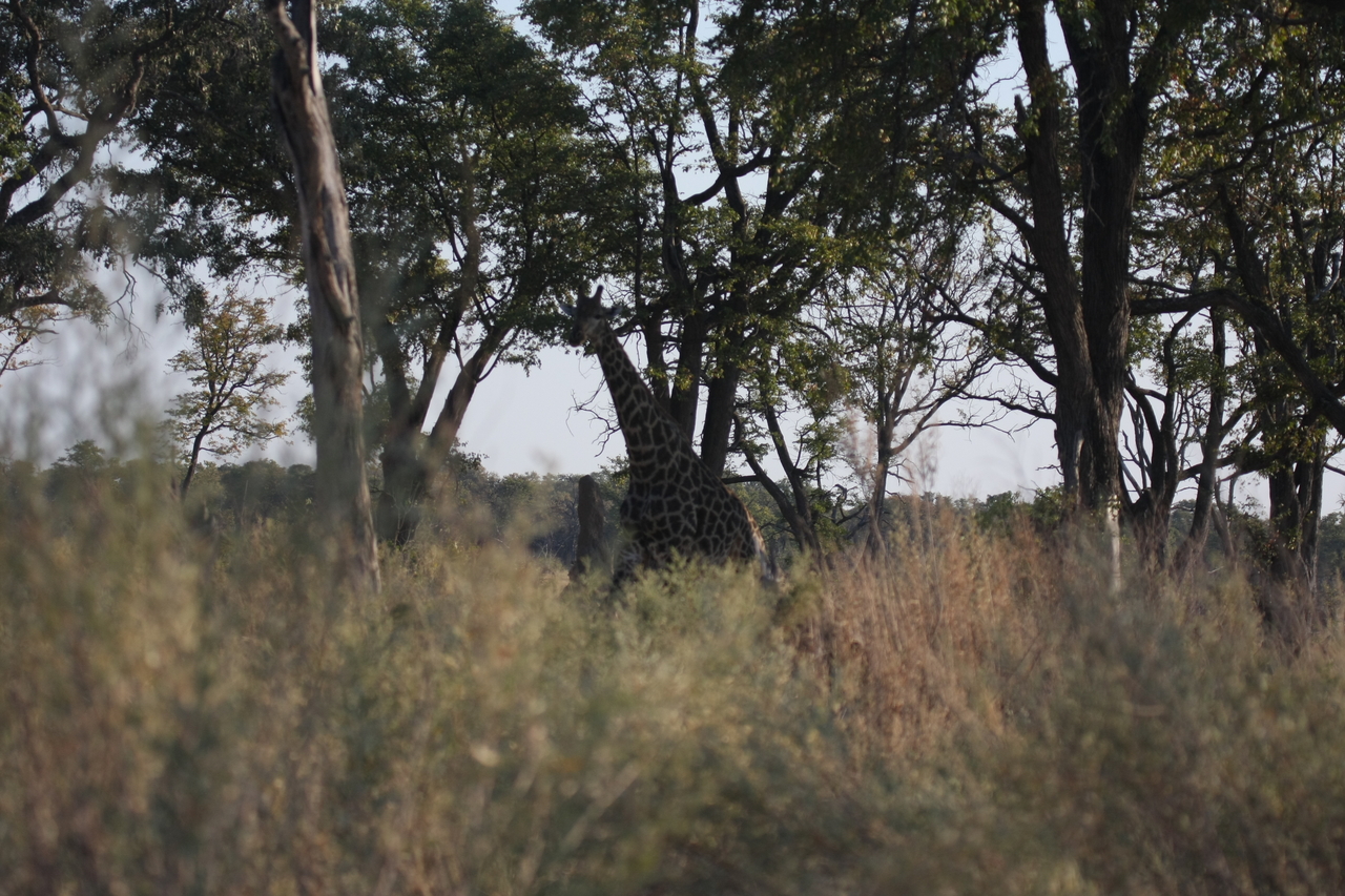 [22724] 2016_06_30_01_54_48_Africa_Canon_EOS_40D_IMG__11974.jpg