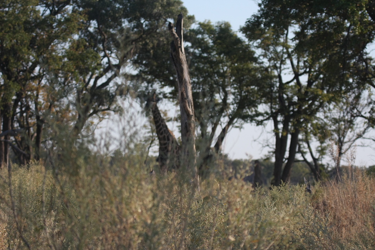 [22729] 2016_06_30_01_54_53_Africa_Canon_EOS_40D_IMG__04529.jpg