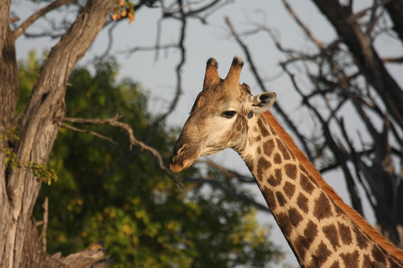 [22747] 2016_06_30_01_56_04_Africa_Canon_EOS_40D_IMG__00811.jpg