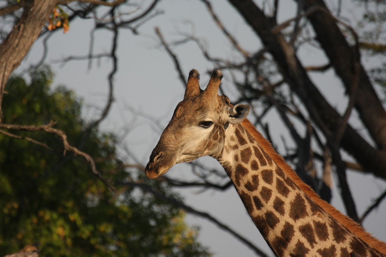 [22752] 2016_06_30_01_56_04_Africa_Canon_EOS_40D_IMG__11983.jpg