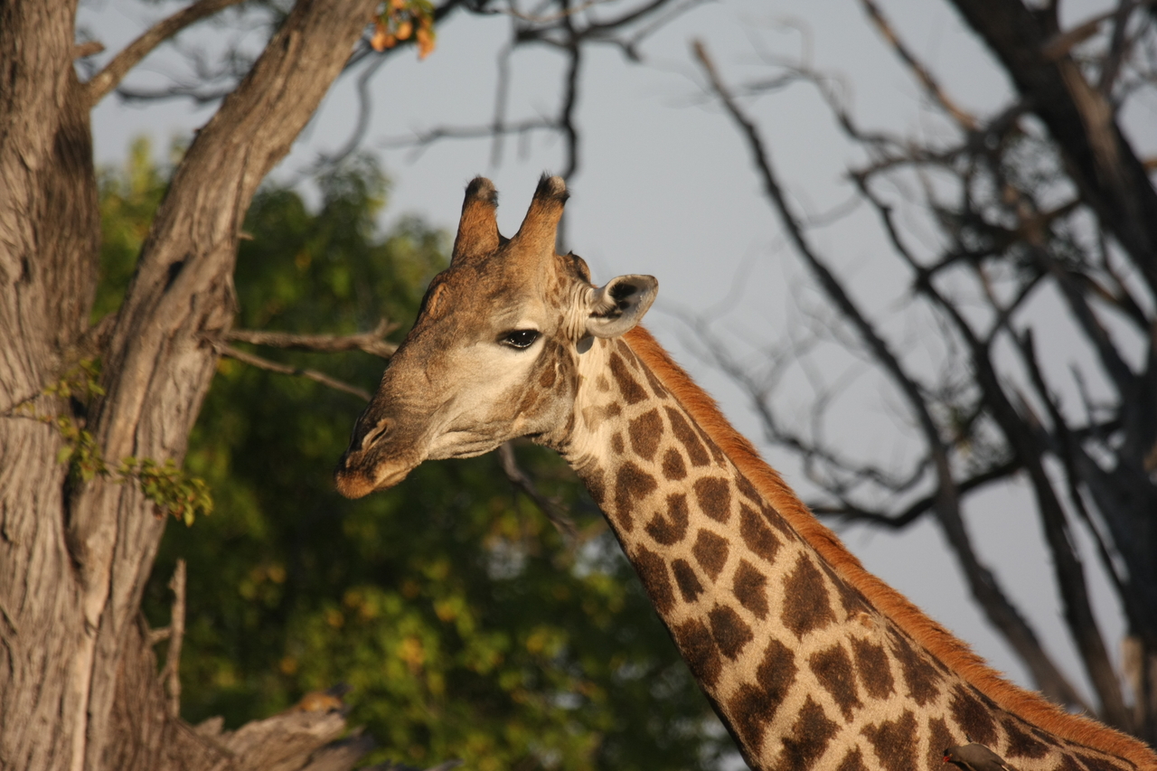 [22754] 2016_06_30_01_56_04_Africa_Canon_EOS_40D_IMG__11985.jpg