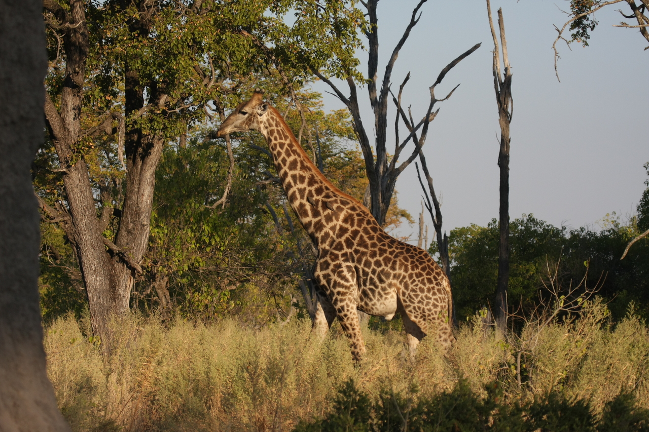 [22762] 2016_06_30_01_56_11_Africa_Canon_EOS_40D_IMG__00816.jpg