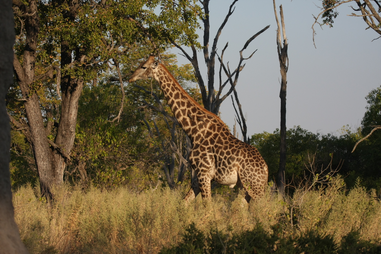 [22765] 2016_06_30_01_56_11_Africa_Canon_EOS_40D_IMG__11988.jpg