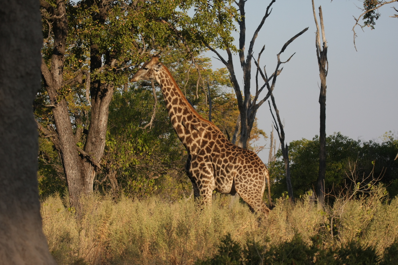 [22767] 2016_06_30_01_56_12_Africa_Canon_EOS_40D_IMG__00817.jpg