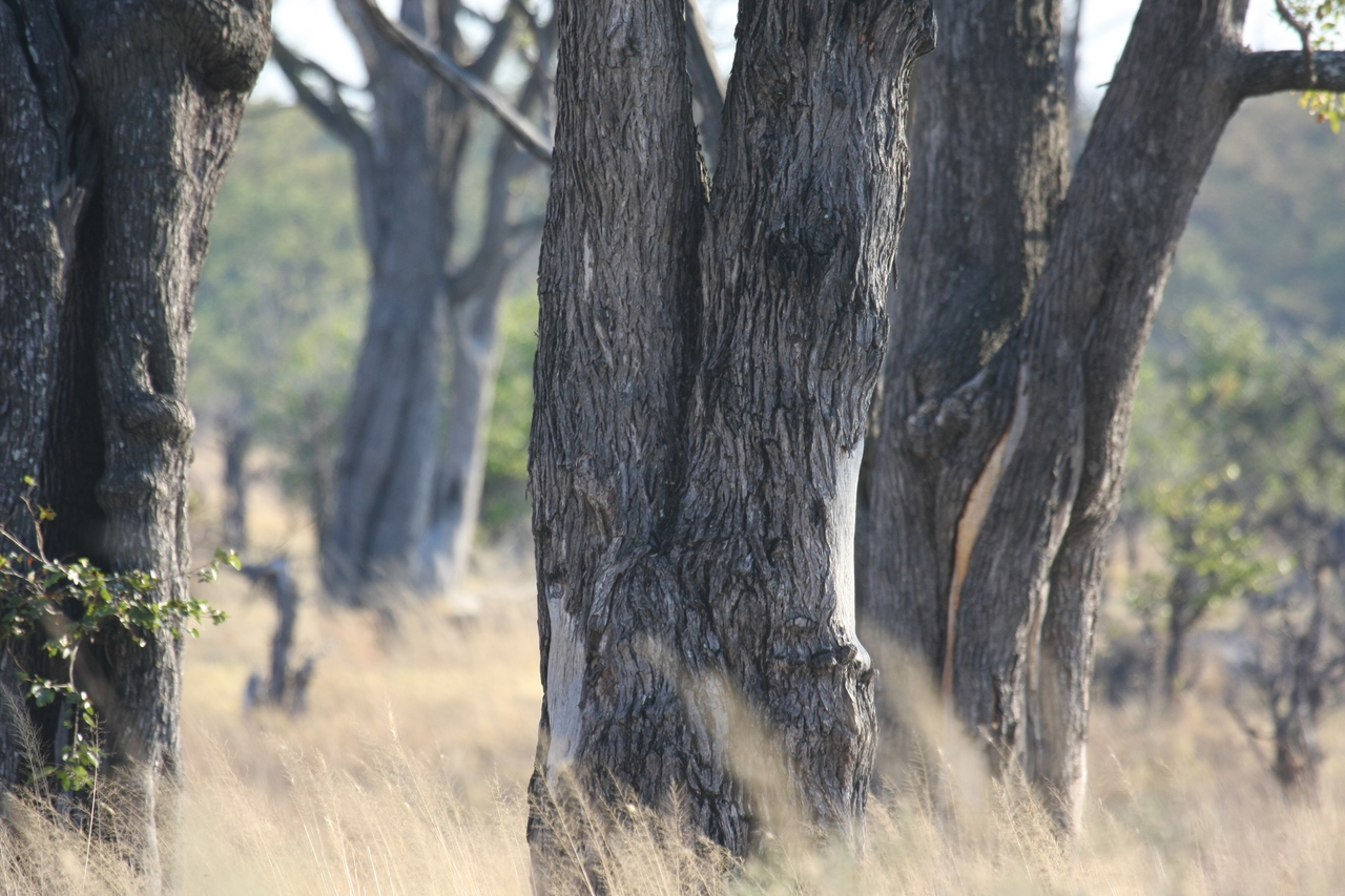 [22793] 2016_06_30_01_57_59_Africa_Canon_EOS_40D_IMG__00005.jpg