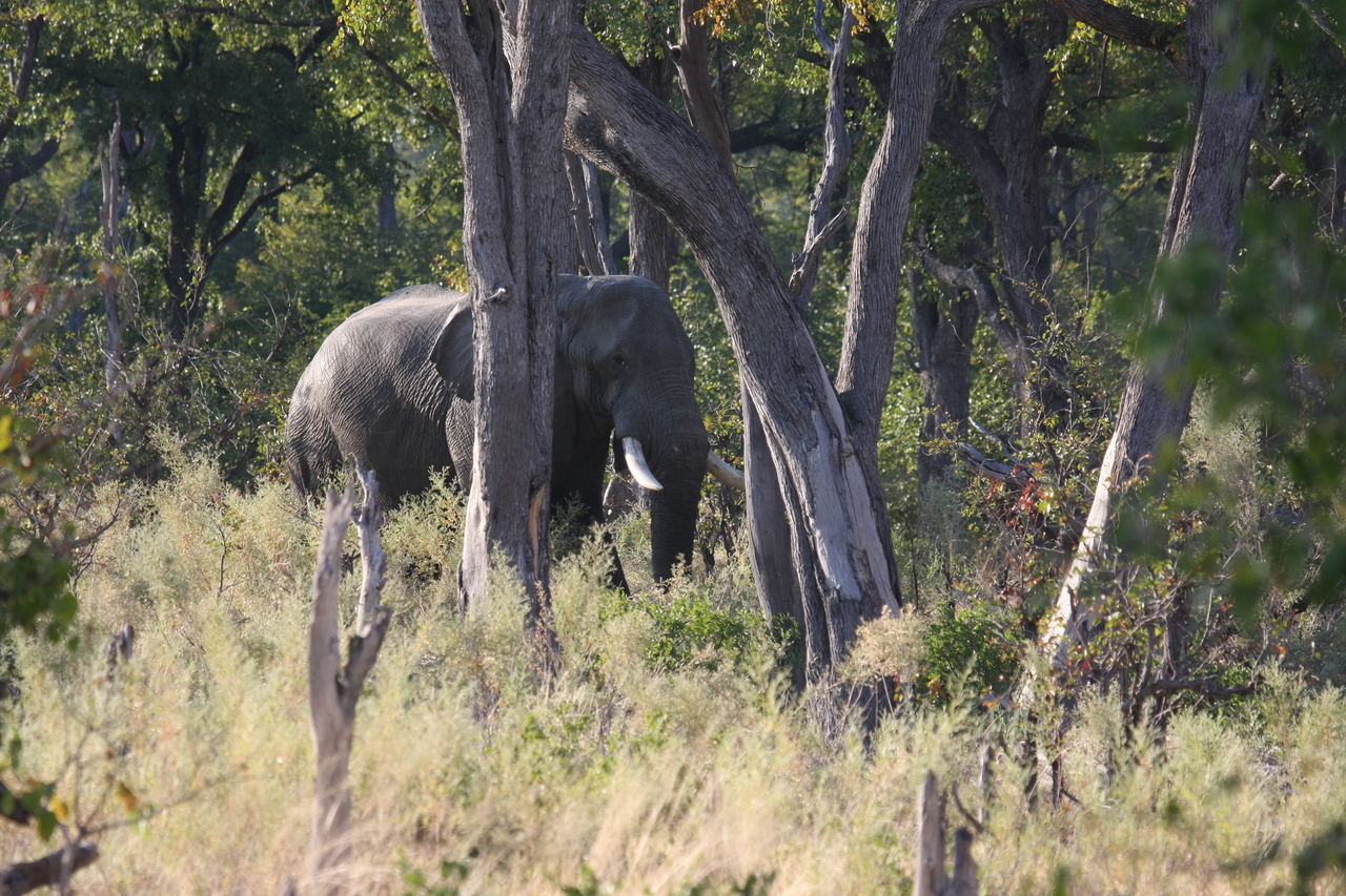 [22822] 2016_06_30_02_07_48_Africa_Canon_EOS_40D_IMG__00010.jpg