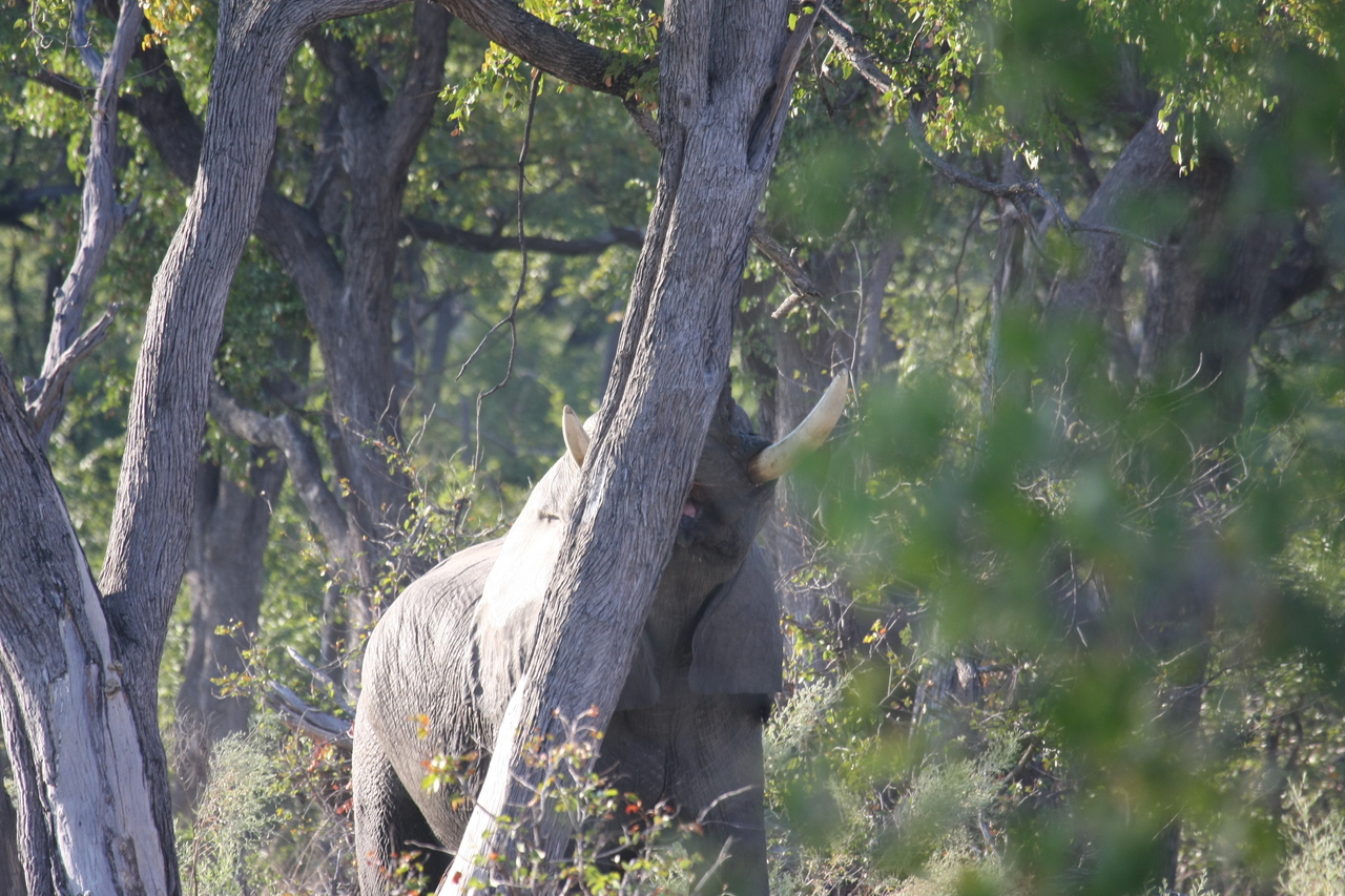 [22832] 2016_06_30_02_08_05_Africa_Canon_EOS_40D_IMG__11185.jpg