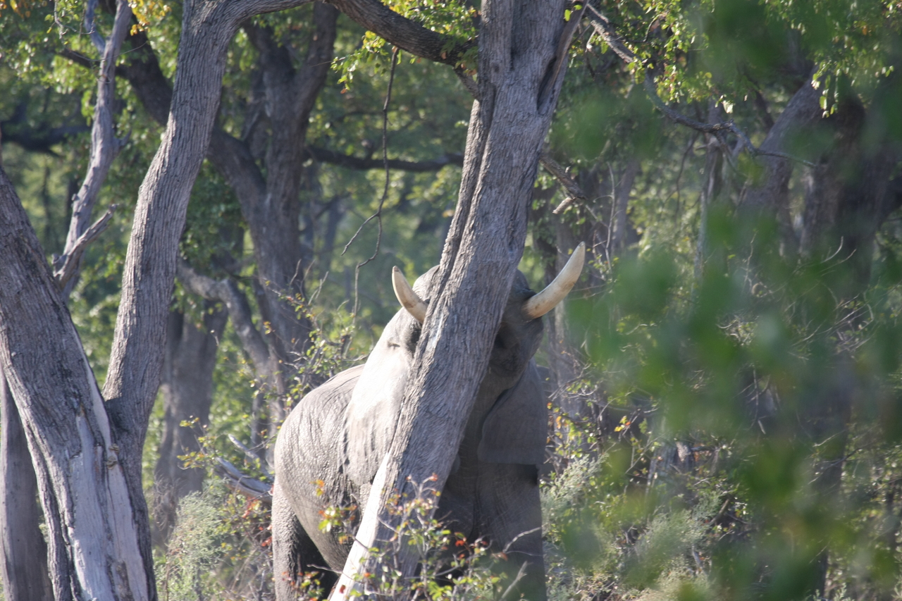 [22833] 2016_06_30_02_08_05_Africa_Canon_EOS_40D_IMG__11186.jpg