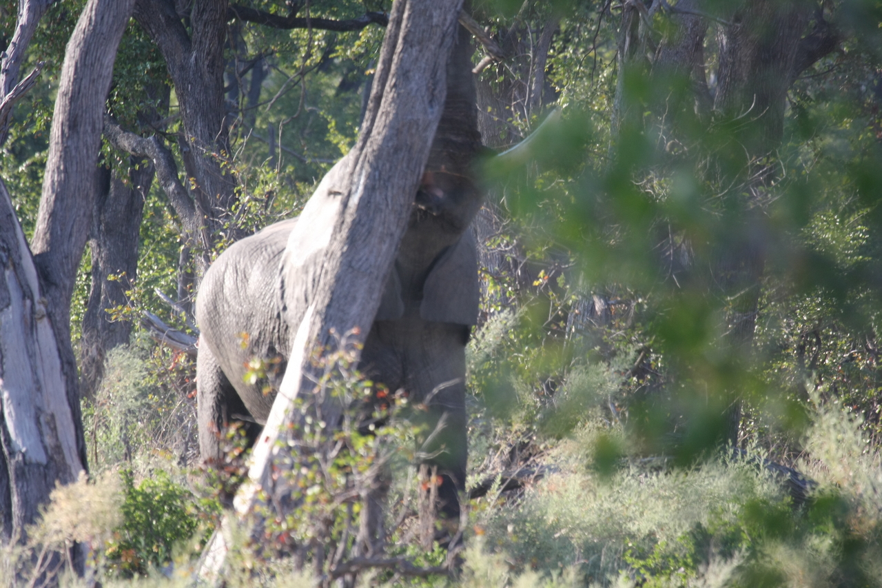 [22846] 2016_06_30_02_08_08_Africa_Canon_EOS_40D_IMG__03745.jpg