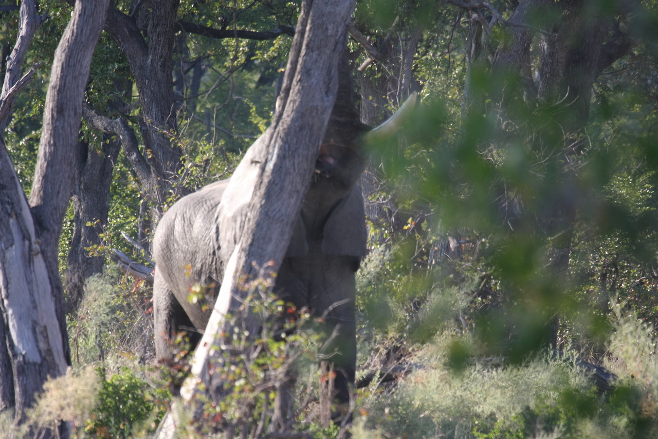 [22856] 2016_06_30_02_08_09_Africa_Canon_EOS_40D_IMG__11194.jpg