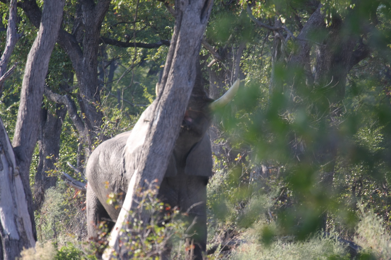 [22857] 2016_06_30_02_08_09_Africa_Canon_EOS_40D_IMG__11195.jpg