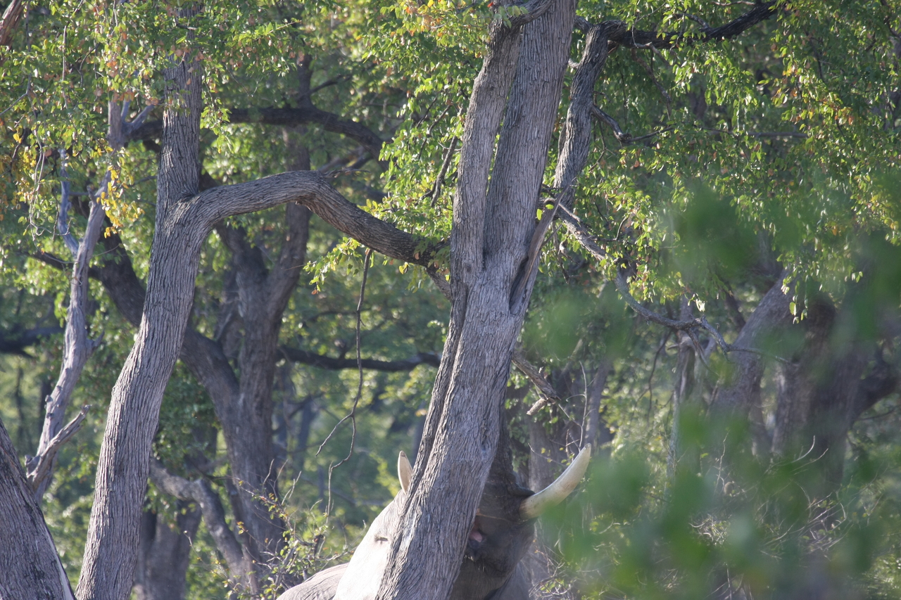 [22863] 2016_06_30_02_08_10_Africa_Canon_EOS_40D_IMG__03752.jpg