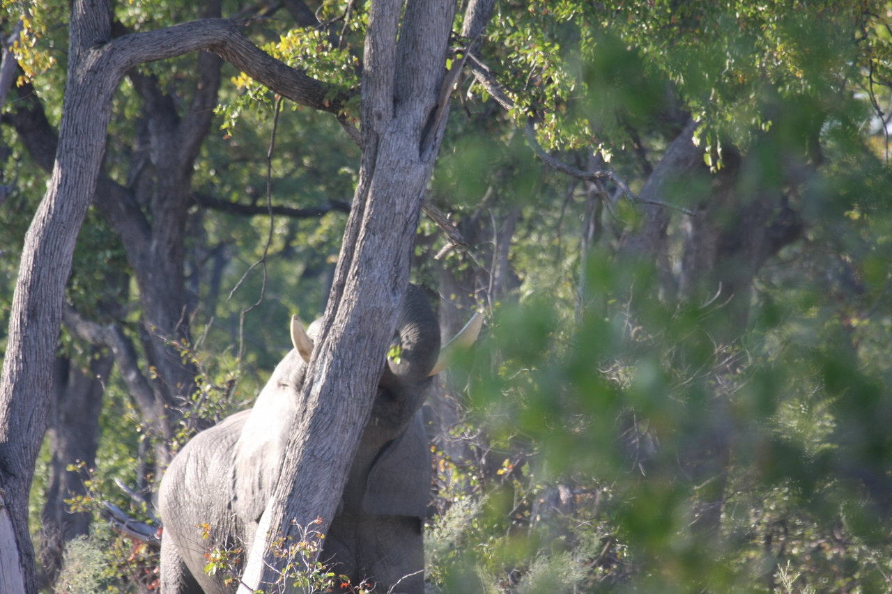 [22870] 2016_06_30_02_08_11_Africa_Canon_EOS_40D_IMG__03754.jpg