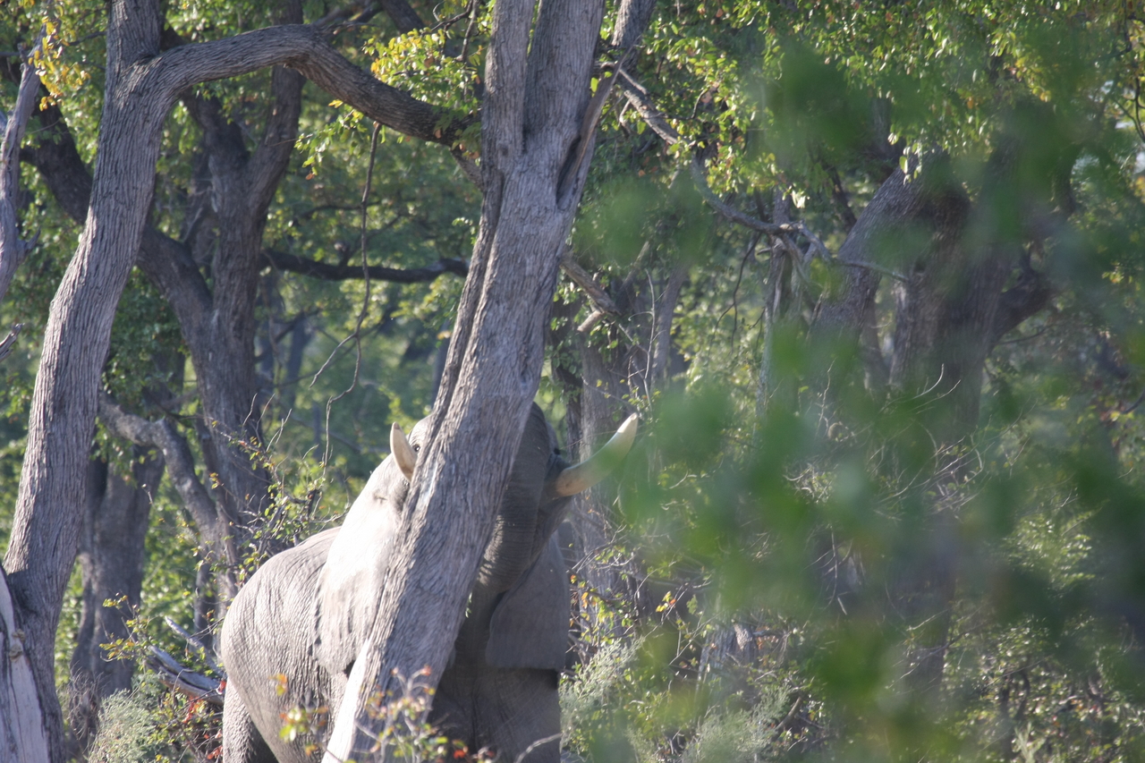 [22875] 2016_06_30_02_08_12_Africa_Canon_EOS_40D_IMG__11202.jpg