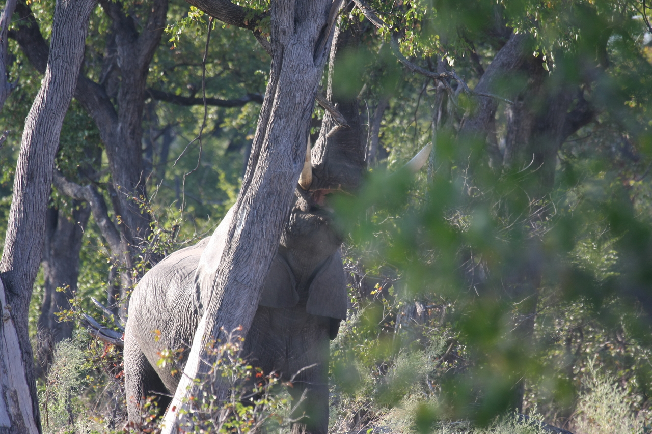 [22881] 2016_06_30_02_08_14_Africa_Canon_EOS_40D_IMG__00033.jpg