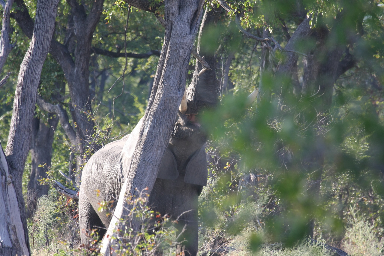 [22886] 2016_06_30_02_08_14_Africa_Canon_EOS_40D_IMG__11205.jpg