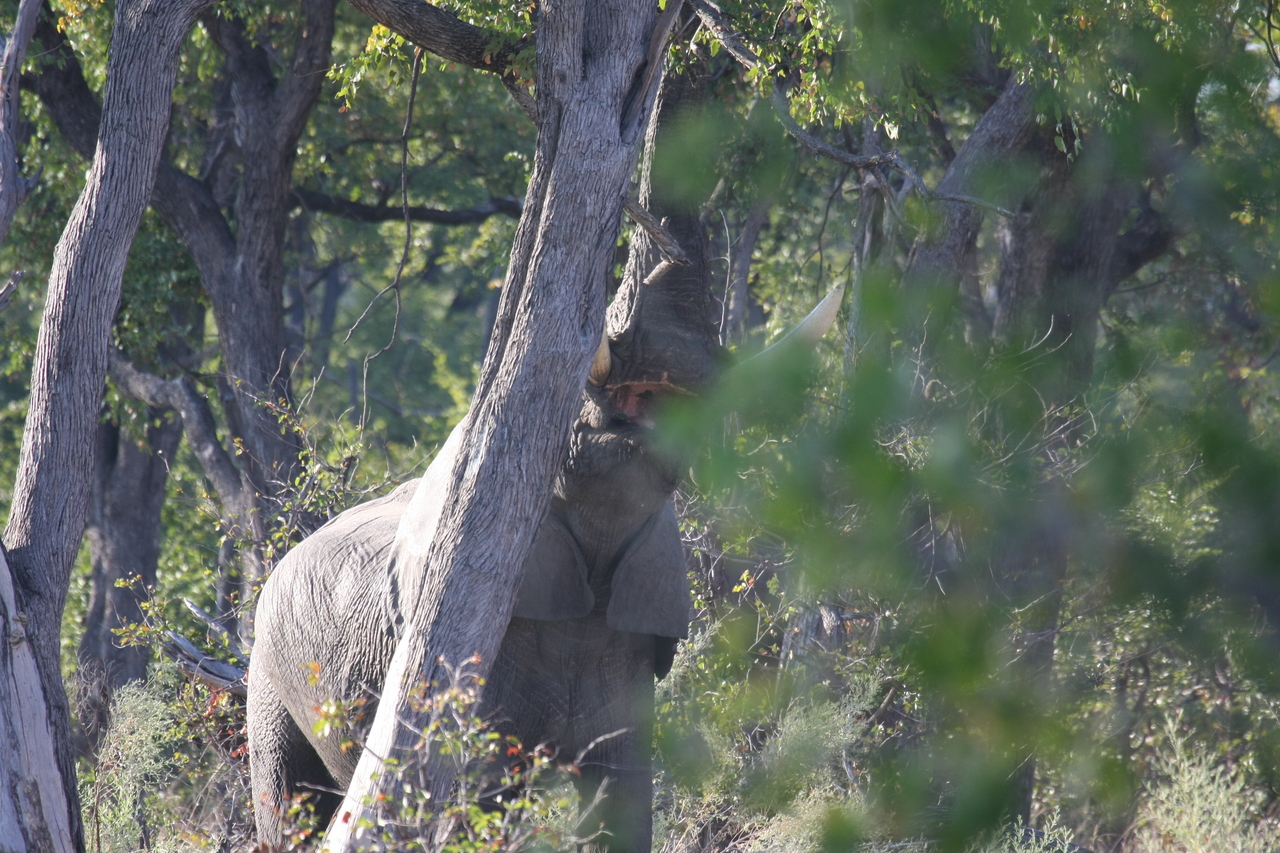 [22889] 2016_06_30_02_08_15_Africa_Canon_EOS_40D_IMG__03760.jpg