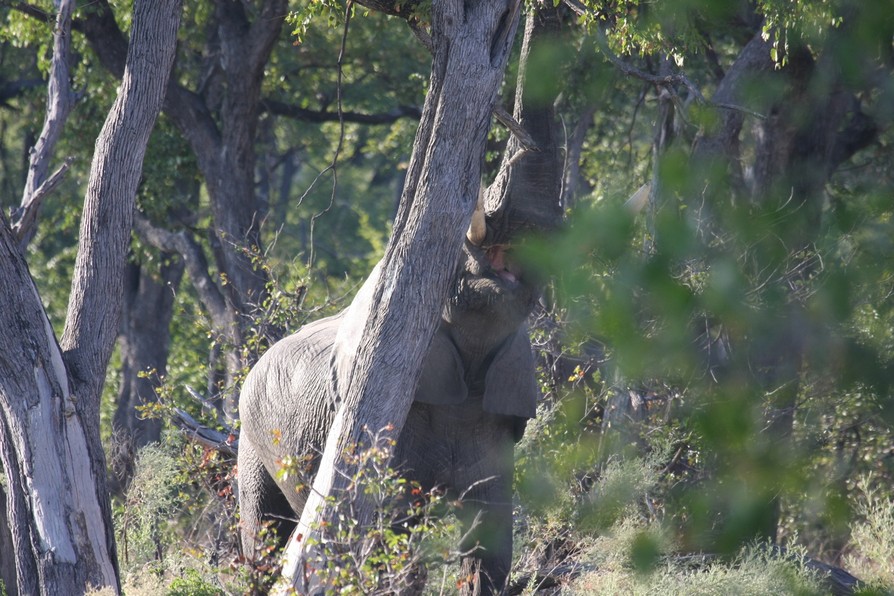 [22891] 2016_06_30_02_08_25_Africa_Canon_EOS_40D_IMG__00035.jpg