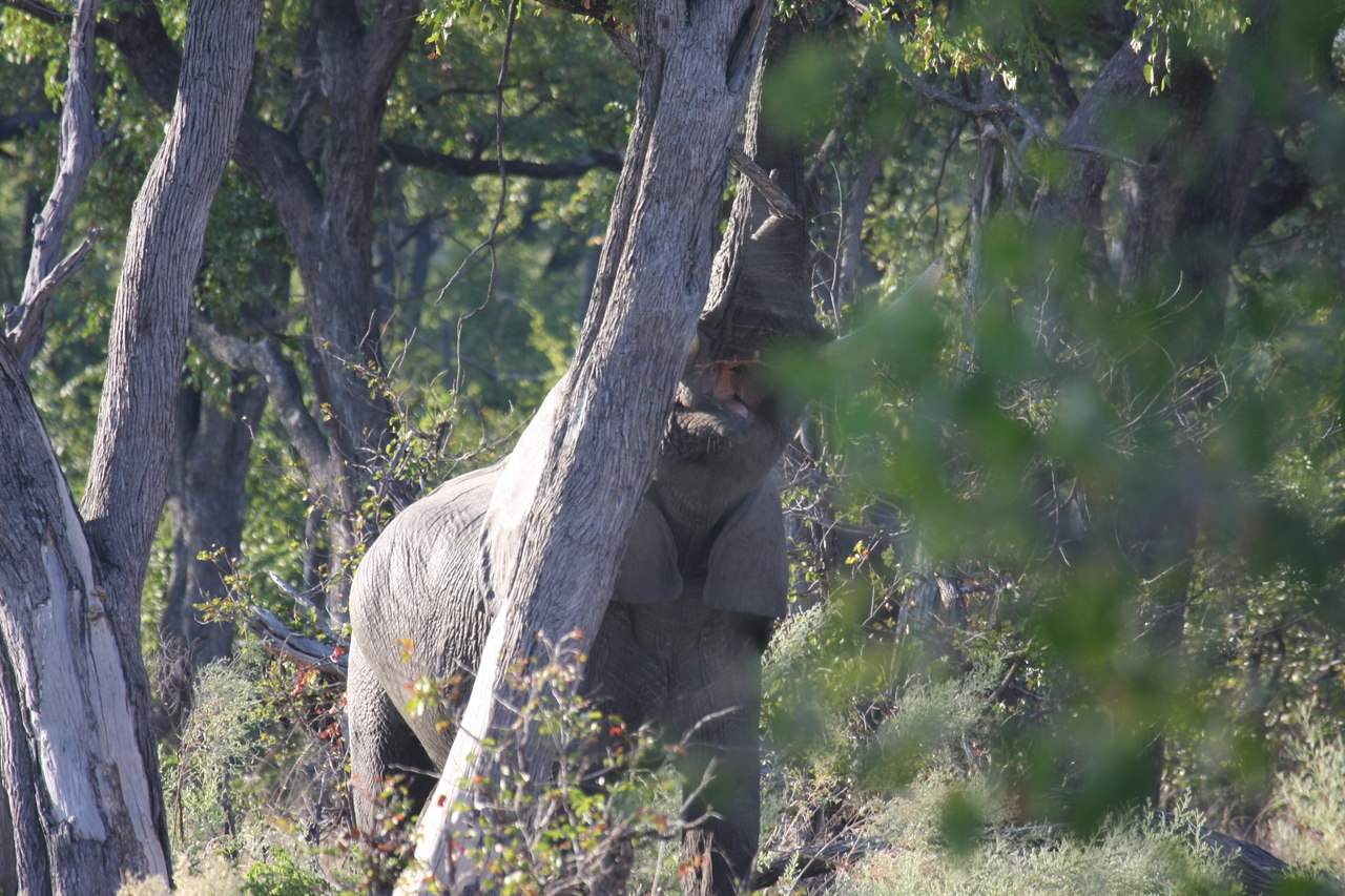 [22896] 2016_06_30_02_08_25_Africa_Canon_EOS_40D_IMG__03764.jpg