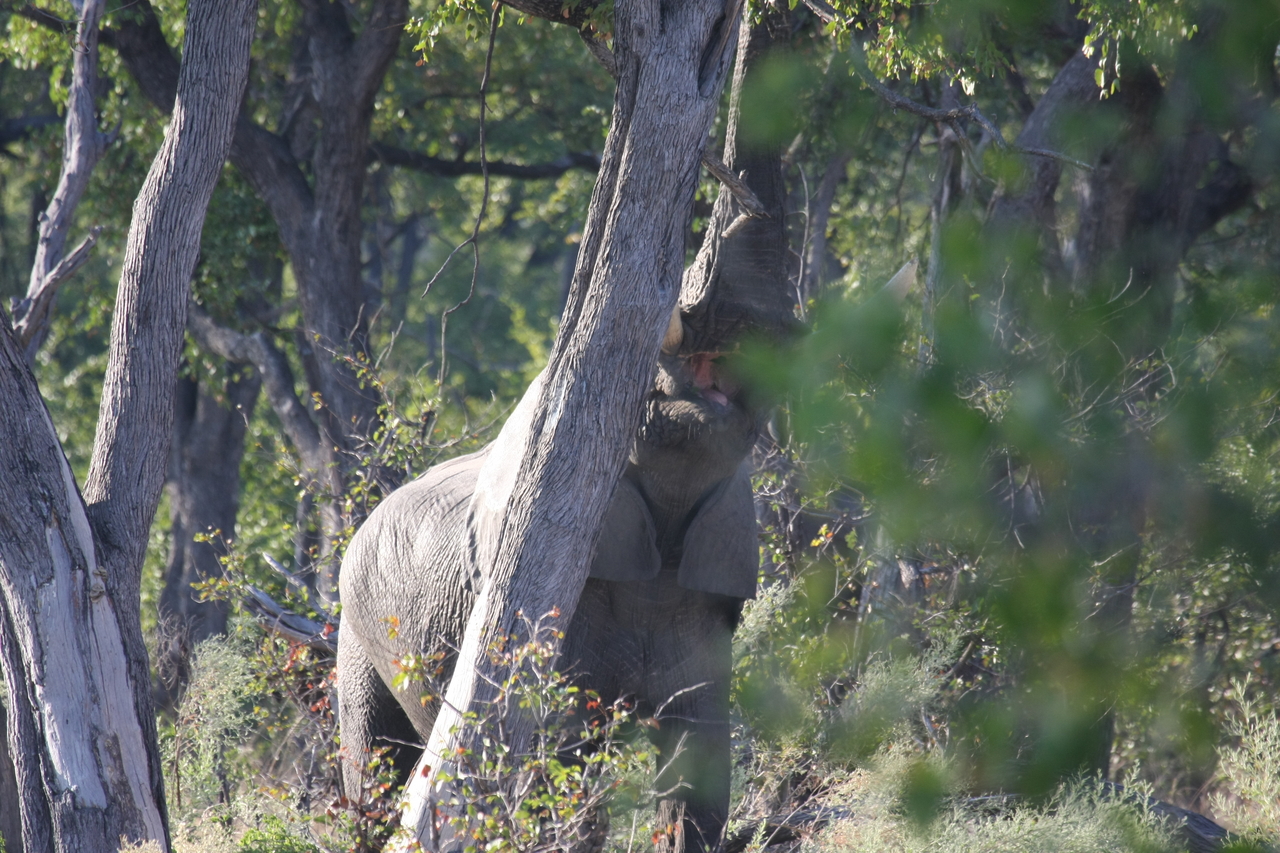 [22898] 2016_06_30_02_08_25_Africa_Canon_EOS_40D_IMG__11210.jpg