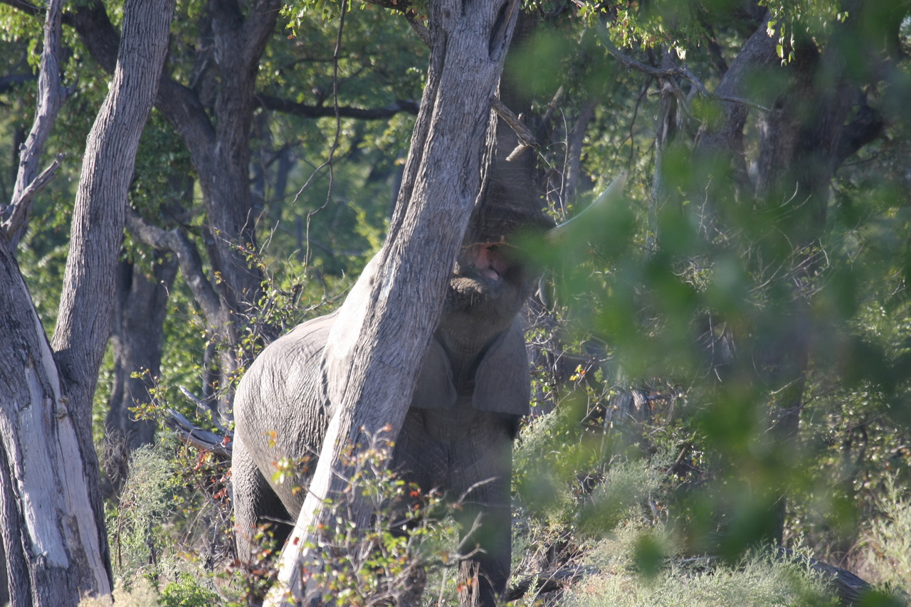 [22900] 2016_06_30_02_08_26_Africa_Canon_EOS_40D_IMG__00039.jpg