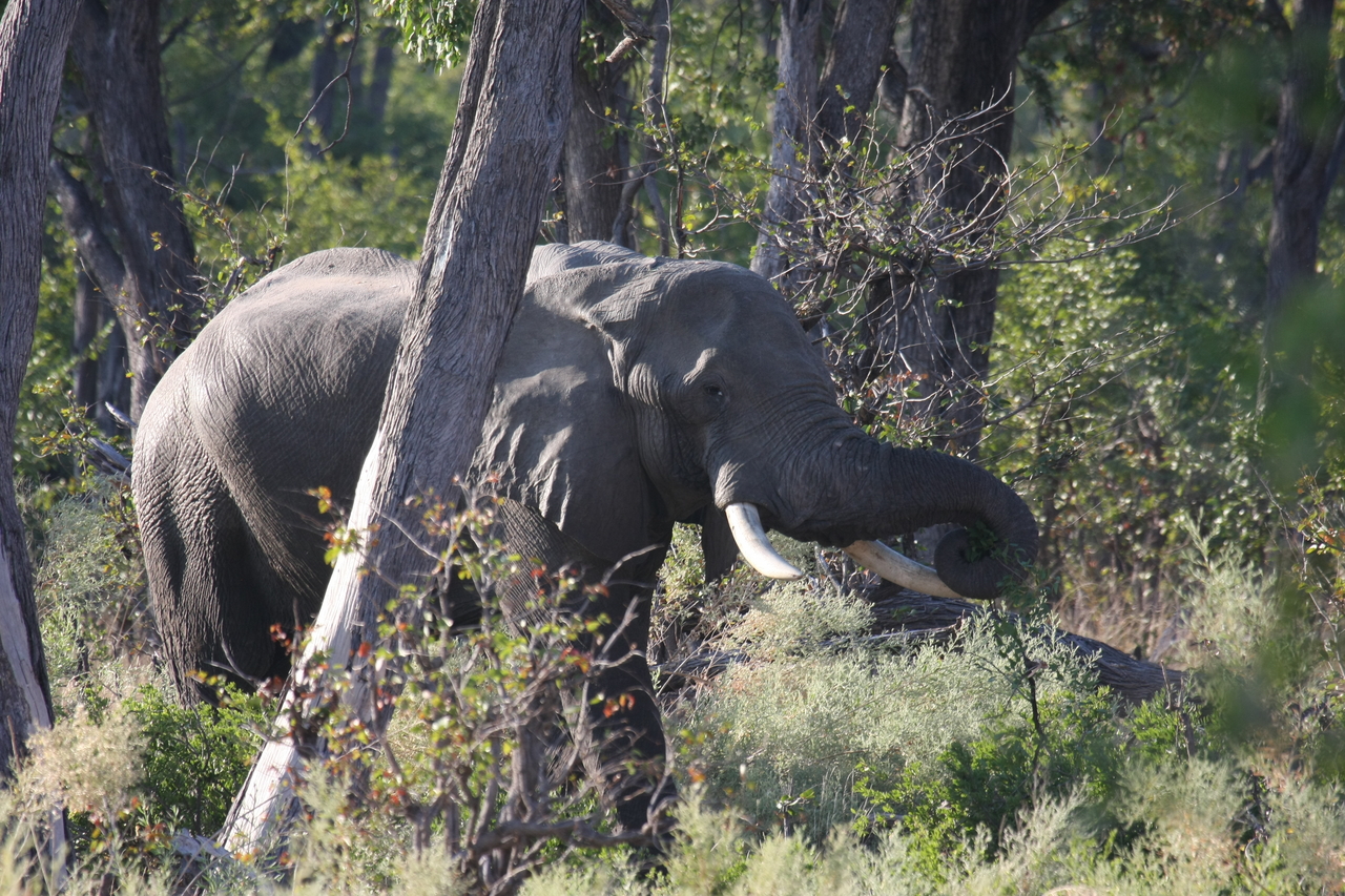 [22921] 2016_06_30_02_10_06_Africa_Canon_EOS_40D_IMG__00046.jpg